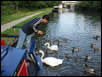 Ducks and Swans