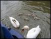 Baby Swans